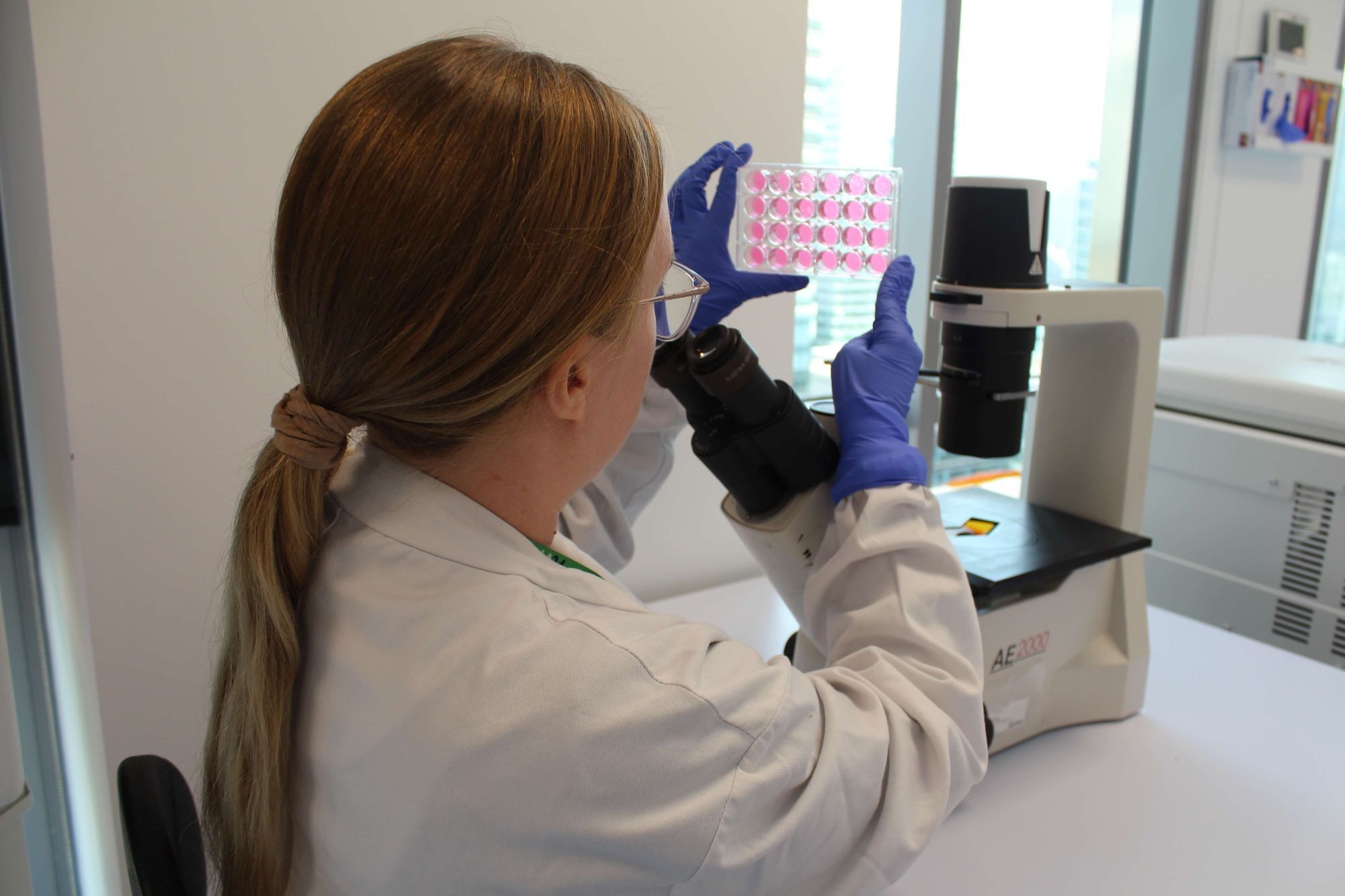 hVIVO_Lab_Services_Plaque_Assay_1